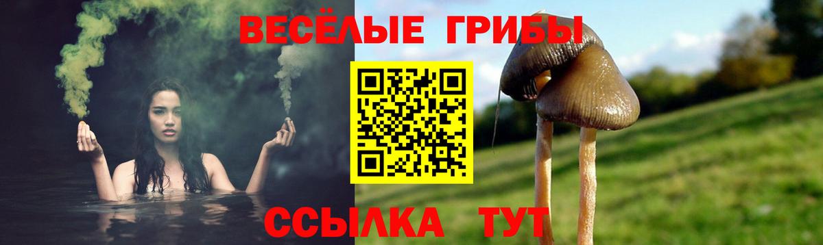 закладки  Вход с VPN  Галлюциногенные грибы Psilocybe  Балтийск  Галлюциногенные грибы Psilocybine cubensis 